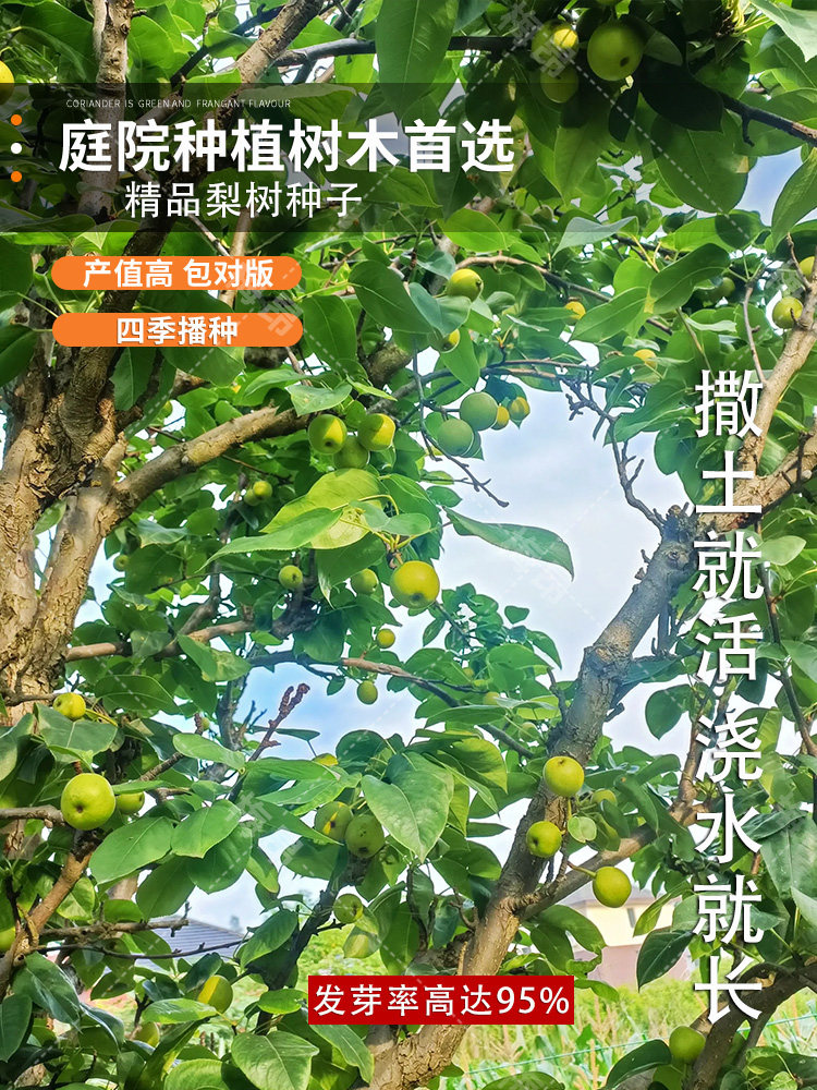 果树 杜梨种子 棠梨 海棠梨 野生酸梨子 南方梨树种子
