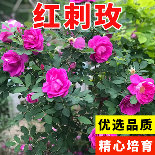 红刺玫种子玫瑰花园林绿化观赏开花当年新采种大花藤本黄刺玫种籽