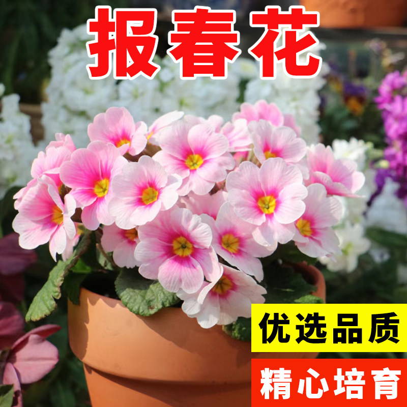 德国报春花种子七重楼樱草花晚景花种籽花坛阳台盆栽秋季播多年生