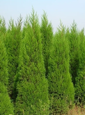 四季青墓地松 扫墓树苗松树苗松柏侧柏桧柏柏树蜀桧宝塔松 龙柏苗