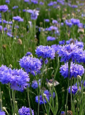 矢车菊花种籽子四季播种开花庭院室外蓝色耐寒花籽春季易活花种子