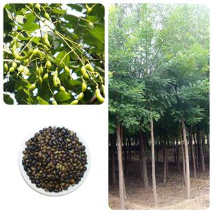 国槐种子去皮槐豆净种籽速生国槐树籽笨槐家槐树刺槐种子白花刺槐