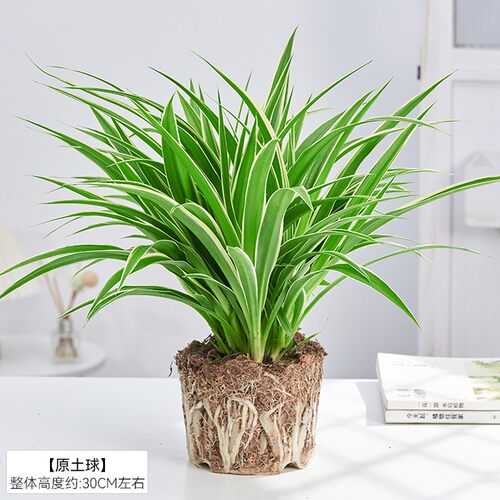 金边吊兰盆栽花卉植物室内花阳台净化空气去甲醛绿植水养水培垂吊