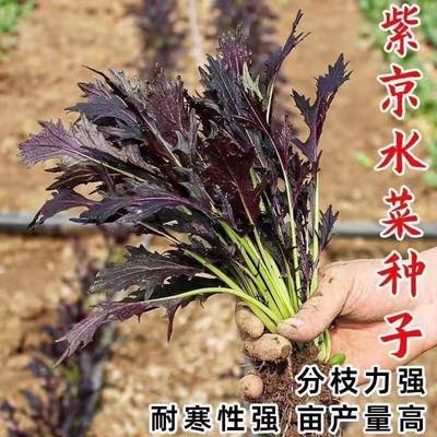 耐寒紫水晶菜种子紫雪里蕻种紫金营养京水菜籽秋冬季紫色蔬菜种籽