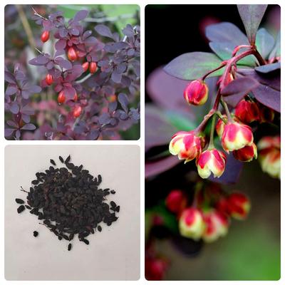 林木红叶小波红叶小檗 彩色苗木紫叶小檗