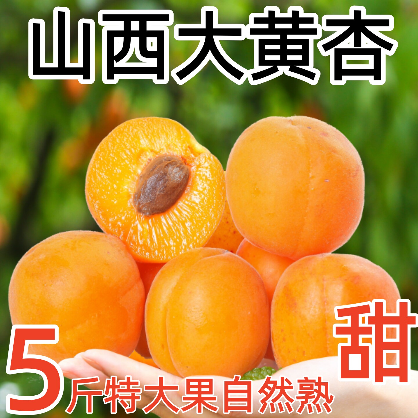 山西大黄杏子新鲜水果5斤当季特大巨蜜金太阳杏酸甜杏子陕西包邮