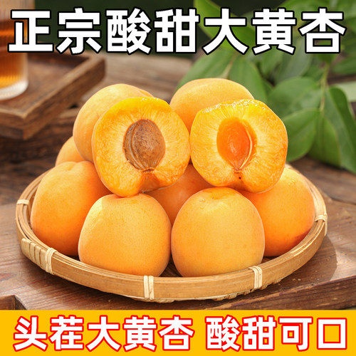 正宗山西当季新鲜大黄杏