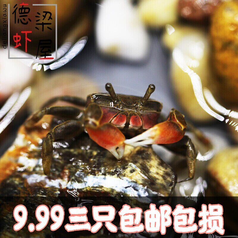 迷你辣椒蟹活体螃蟹宠物观赏蟹除藻淡水蟹鱼缸活物饲养盒鲜活爬行