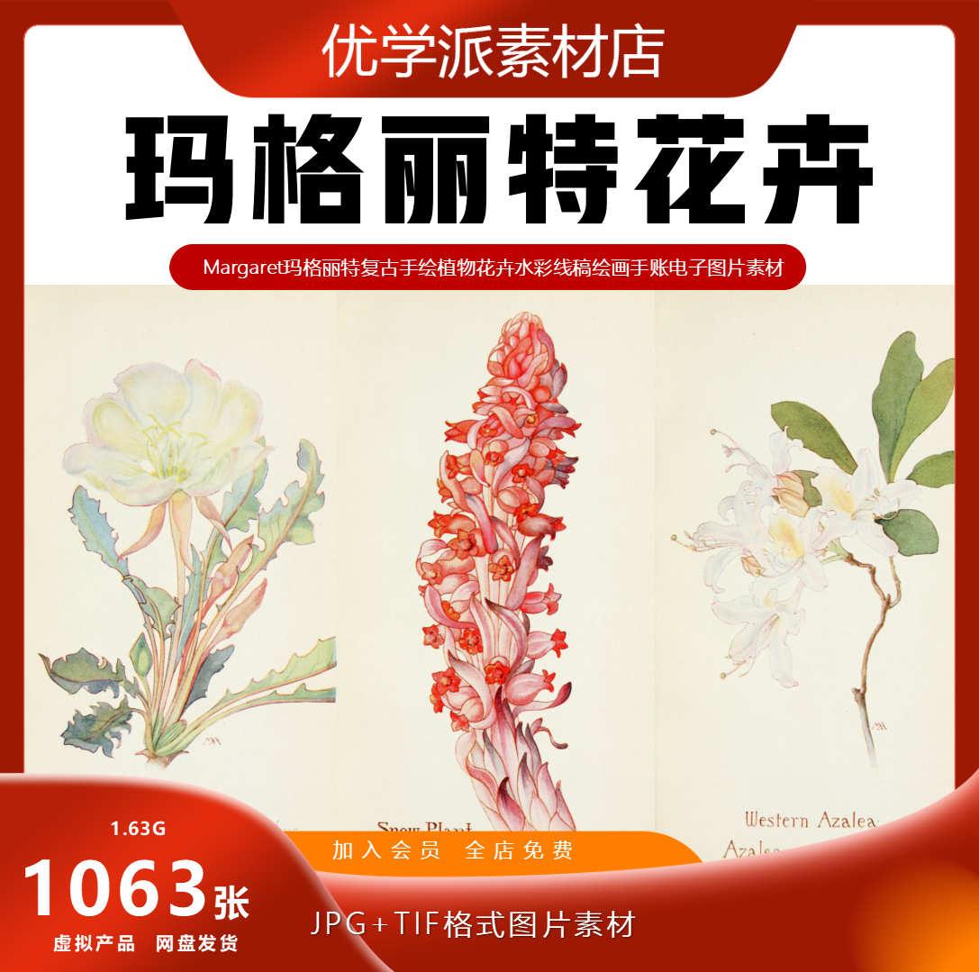 复古手绘Margaret玛格丽特植物花卉水彩线稿绘画手账电子图片素材