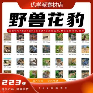 花豹特写图片猎豹美非洲草原金钱豹野生猫科动物摄影高清JPG素材
