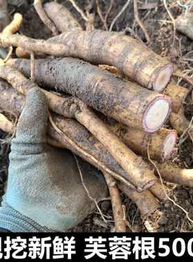 野生中草药新鲜芙蓉根500g包邮木芙蓉花根醉芙蓉根华木拒霜花木莲