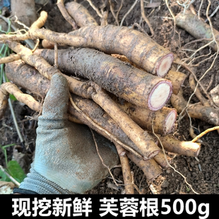 野生中草药新鲜芙蓉根500g包邮木芙蓉花根醉芙蓉根华木拒霜花木莲