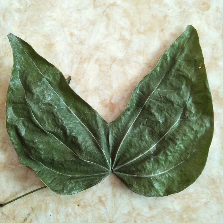 云南金巴酒原料金巴叶干叶子200克枝泡酒料卖就送金巴酒配方