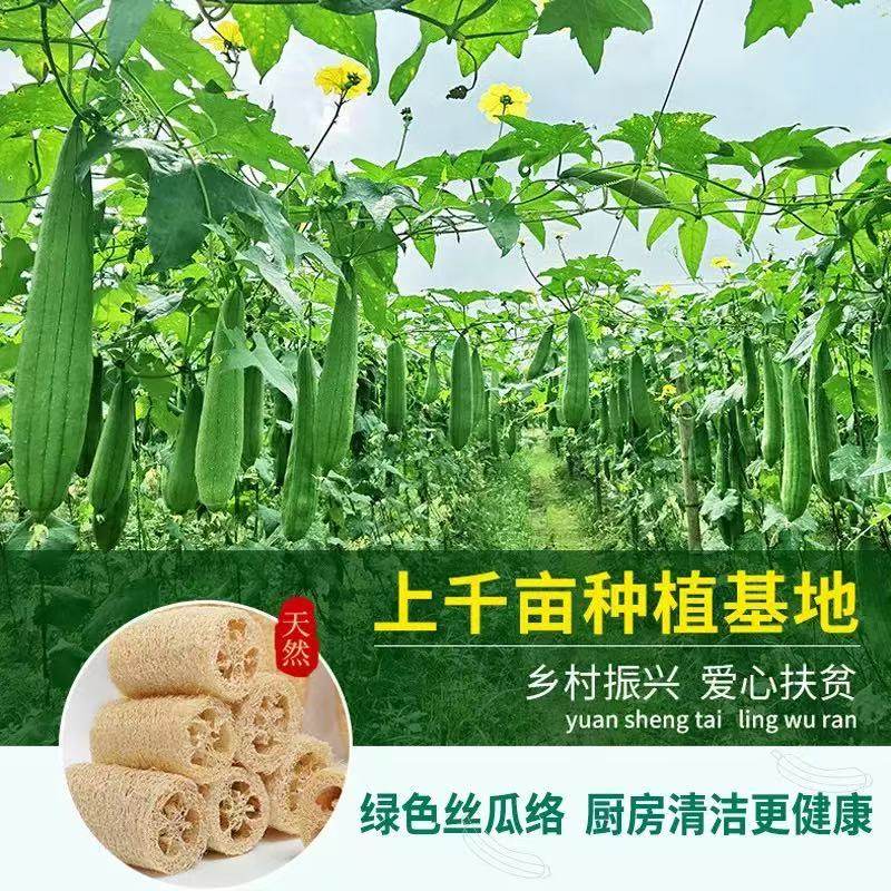 绿色丝瓜络百洁布厨房清洁洗碗布天然海绵擦
