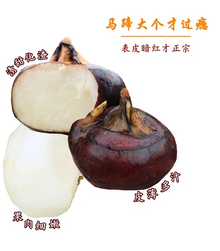 新鲜马蹄精选特大10-12一斤