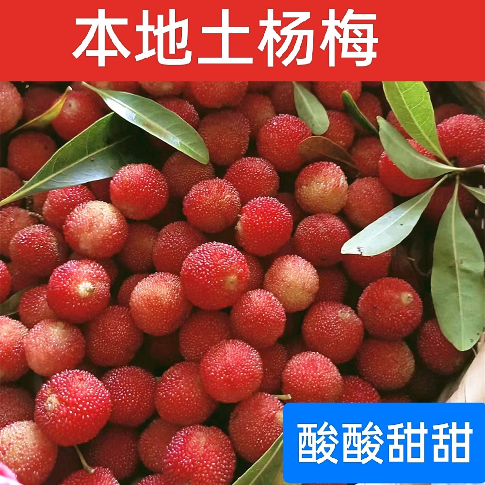 韶关野生土杨梅酸酸甜甜的孕妇泡酒4斤现摘现发当季水果新鲜杨梅