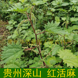 贵州新鲜根大红活麻根野生红荨麻草根红禾麻高原红霍麻中药材