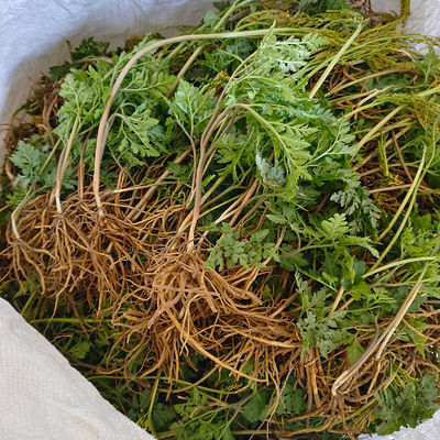 贵州新鲜蛇不见草贵州新鲜一朵云