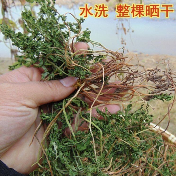 贵州野生小春花蛇不见阴地厥一朵云独立金鸡散血叶干品干货一朵云图片