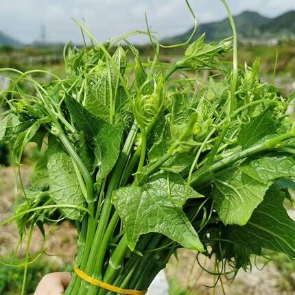 四川农家自种新鲜佛手瓜尖蔬菜洋瓜尖龙须菜伏儿瓜尖丝瓜土耳瓜尖