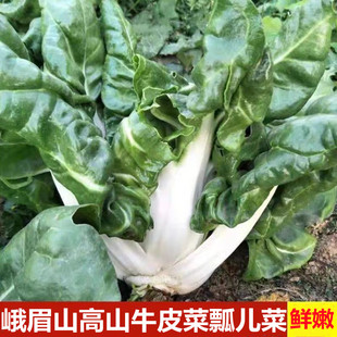 新鲜牛皮菜四川厚皮菜农家瓢儿菜现摘现发白菜甜菜君达菜青菜蔬菜
