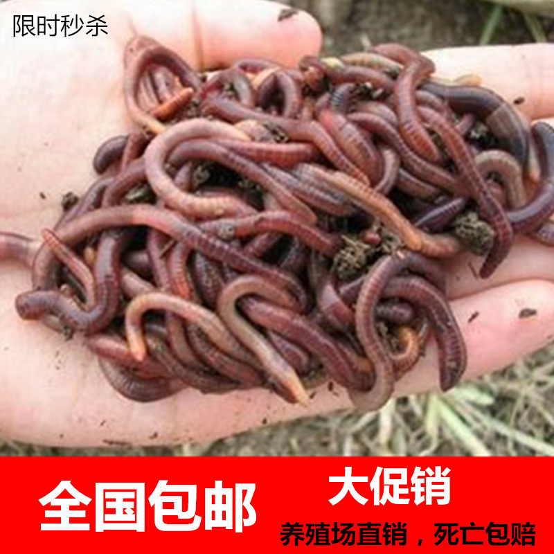 蚯蚓活体野钓特大号盒装垂钓钓鱼活饵料野生大鱼饵盒子红虫养殖苗,户外/登山/野营/旅行用品,活饵/谷麦饵等饵料,淘宝优惠券,粉丝福利购,淘宝优惠卷