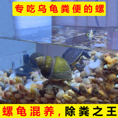 专吃鱼屎粪便的螺鱼缸除藻淡水工具观赏冷水苹果大田马来清洁鲍鱼