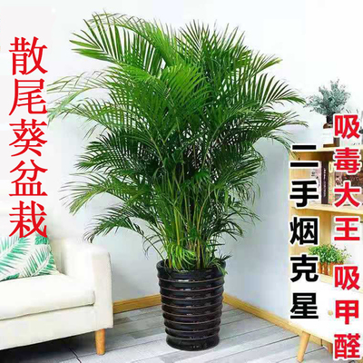 散尾葵盆栽室内客厅吸甲醛四季常青大型网红植物好养易成活大绿植