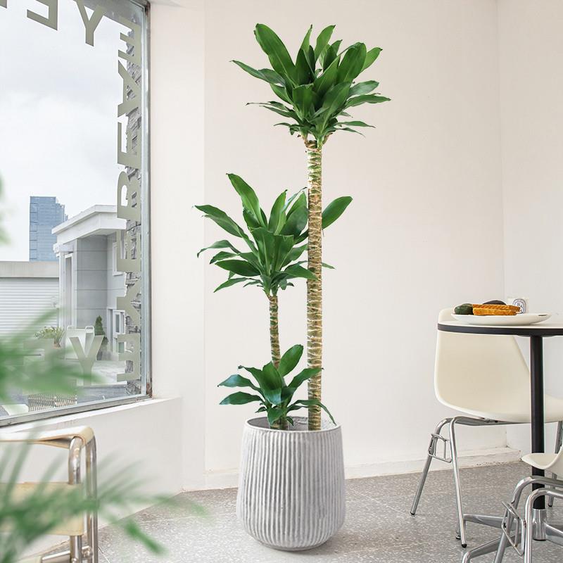 荷花铁盆栽客厅绿植落地龙血树好养真花卉螺纹铁室内大型植物