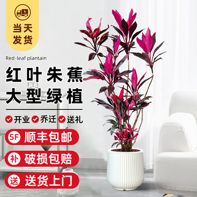 红叶朱蕉客厅大盆栽大型绿植物造型老桩苗室内办公室旺宅净化空气