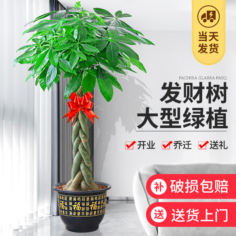 发财树盆栽室内好养大型招财树绿植物客厅办公室乔迁开业花卉盆景