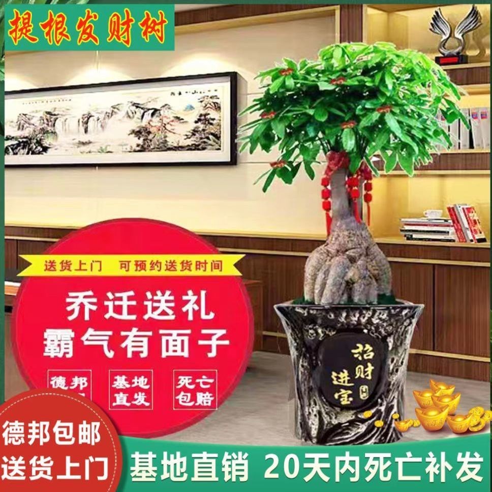 提根发财树老桩怪根怪头大棵室内大型盆景绿植开业乔迁送礼摇钱树