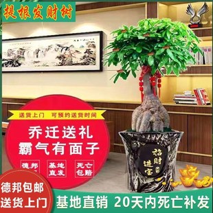 提根发财树老桩怪根怪头大棵室内大型盆景绿植开业乔迁送礼摇钱树