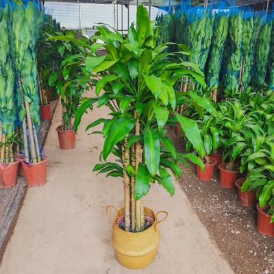 巴西木幸运木大型盆栽植物室内客厅净化空气盆景前台千年木绿植