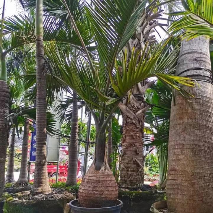 酒瓶椰子大型室内外绿植北欧风格吸甲醛净化空气易养活大椰子树