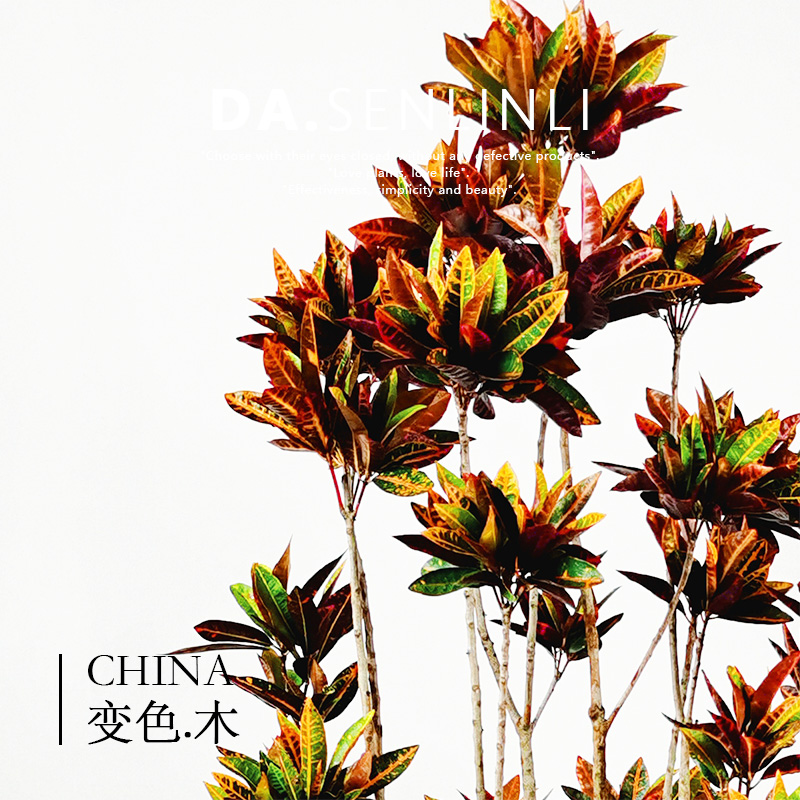 【大森林里】七彩变色木盆栽花卉室内变叶木客厅四季净化空气植物