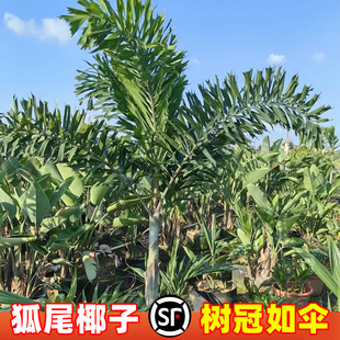澳大利亚狐尾椰子树苗大型盆栽棕榈科观叶植物海南四季绿化风景树