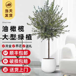 西班牙油橄榄树客厅大盆栽大型绿植橄榄树苗真树老桩盆景室外植物