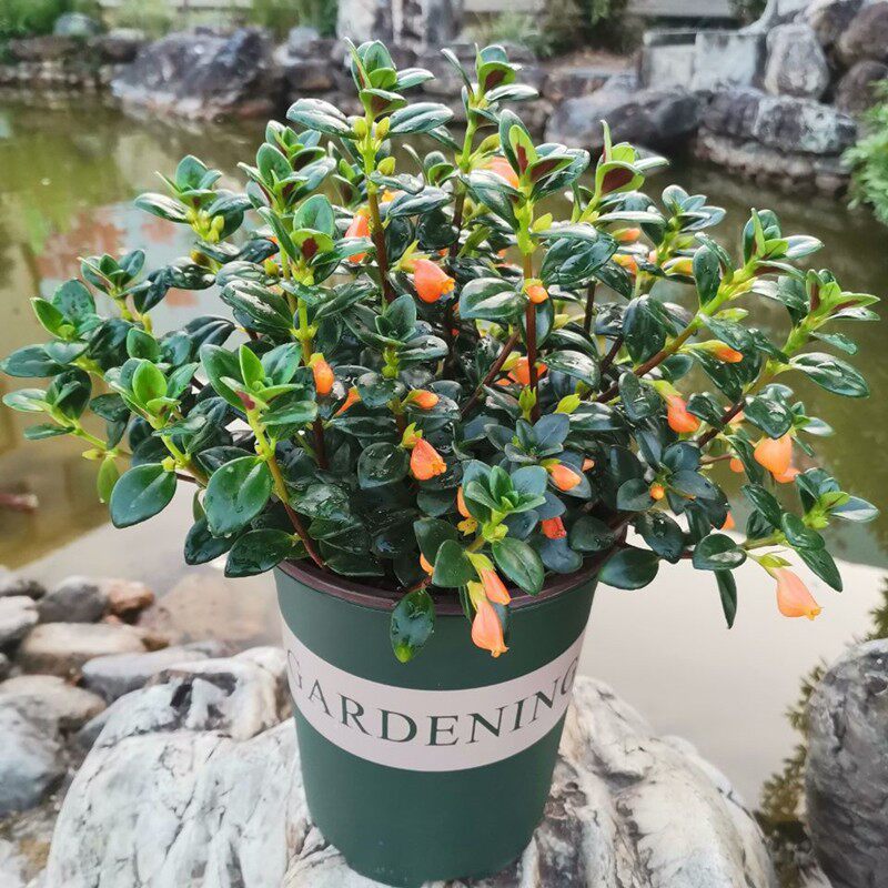 金鱼花吊兰盆栽开花植物室内窗台绿植四季常青好养活花卉