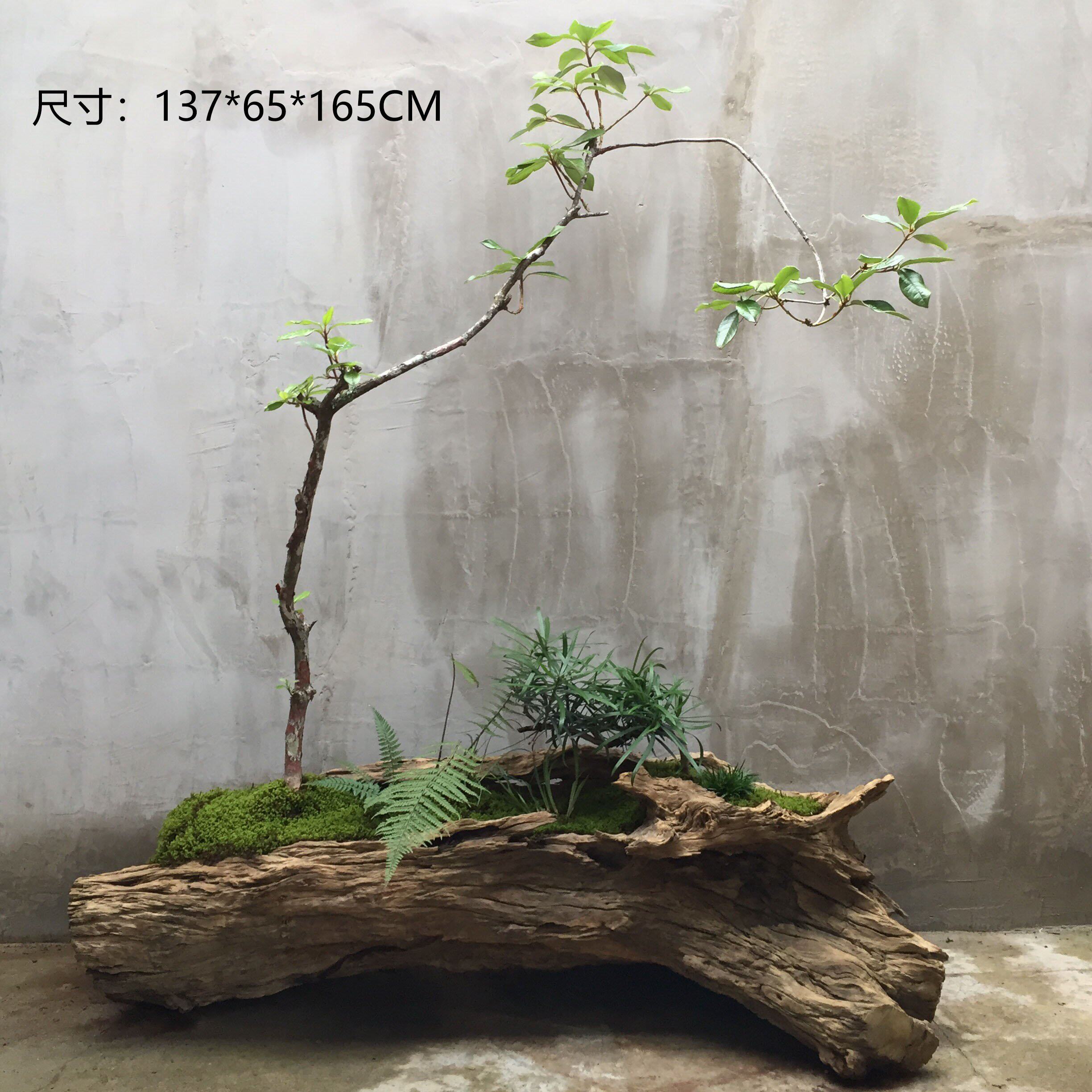 青墨雨林枯木盆景根艺风化木盆栽