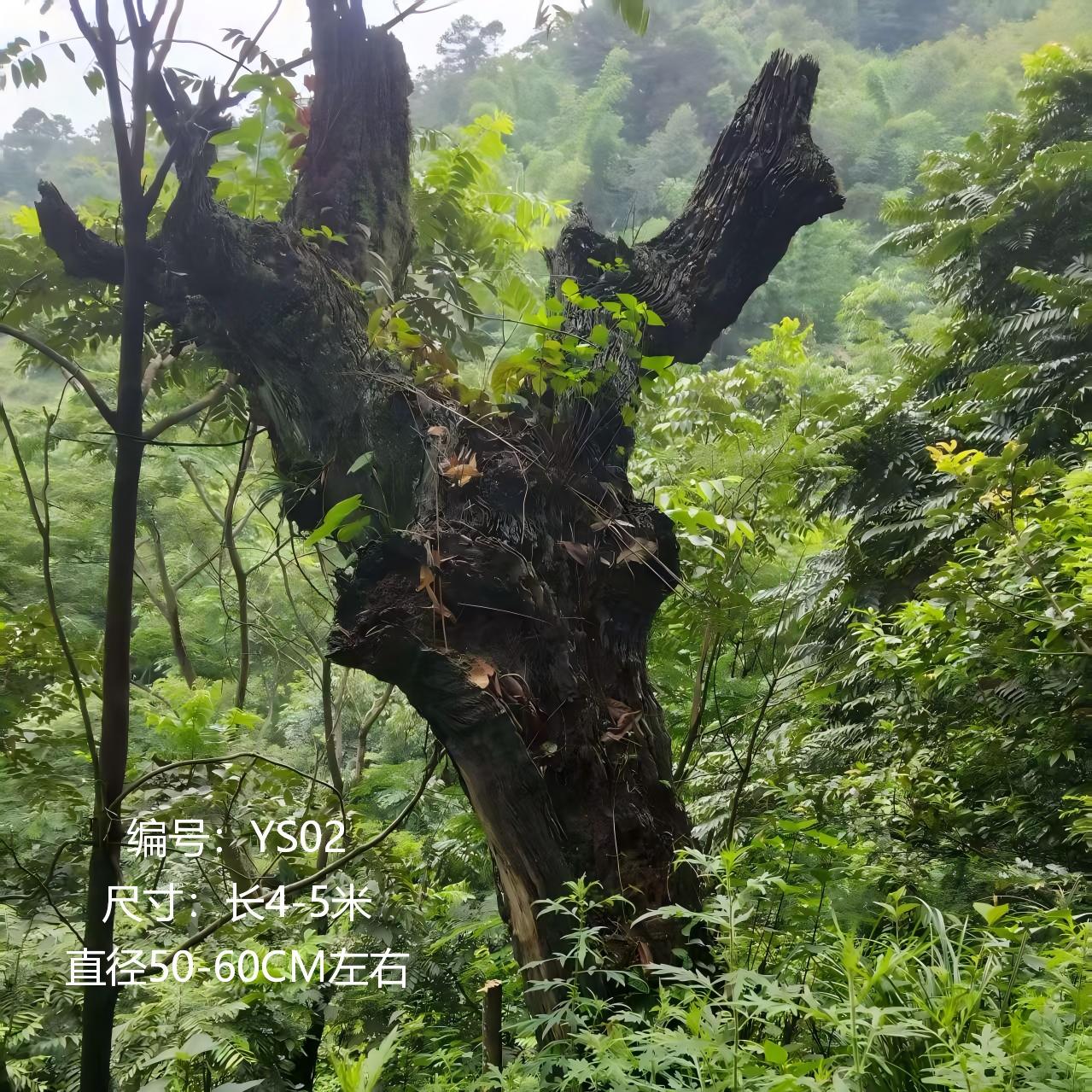 气势镇宅树根根艺招财进宝原生