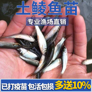 鲮鱼苗土鲮鱼苗淡水养殖麦鲮鱼苗泰鲮鱼苗可食用活体易养殖小鱼苗