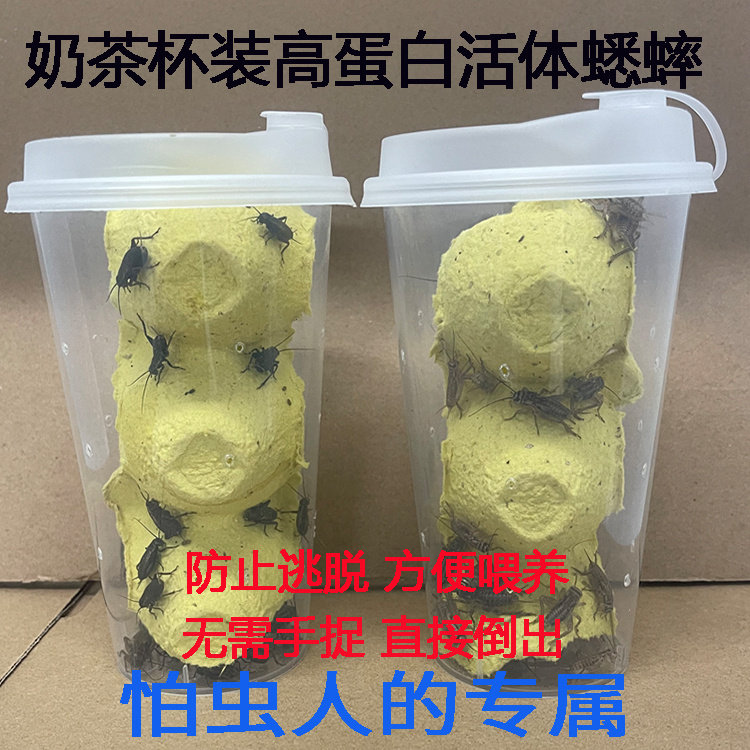 奶茶杯装无菌白蟋蟀活物爬宠饲料油葫芦蛐蛐蜥蜴守宫龟蛙营养食物图片