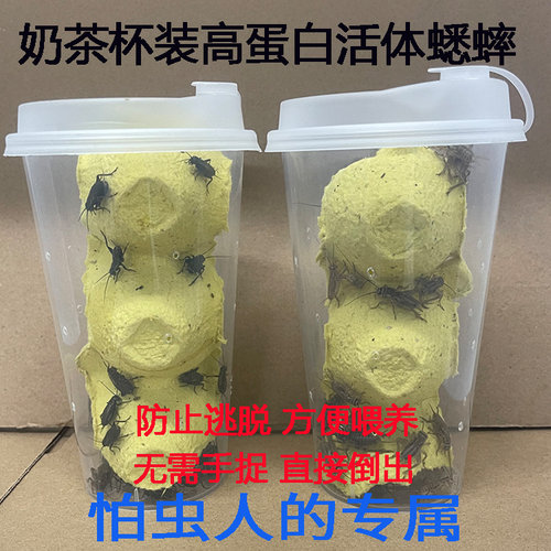 奶茶杯装无菌白蟋蟀活物爬宠饲料油葫芦蛐蛐蜥蜴守宫龟蛙营养食物