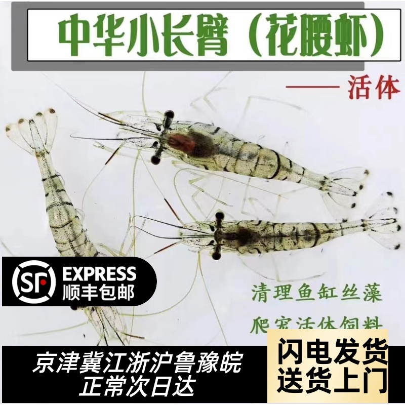 中华小长臂花腰虾秀丽白鱼缸观赏水晶虾除丝藻吃藻虾除藻虾工具虾