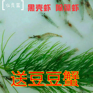 黑壳虾草缸除藻虾观赏虾活体饲料水草清洁米虾吃青苔绿藻鱼缸造景