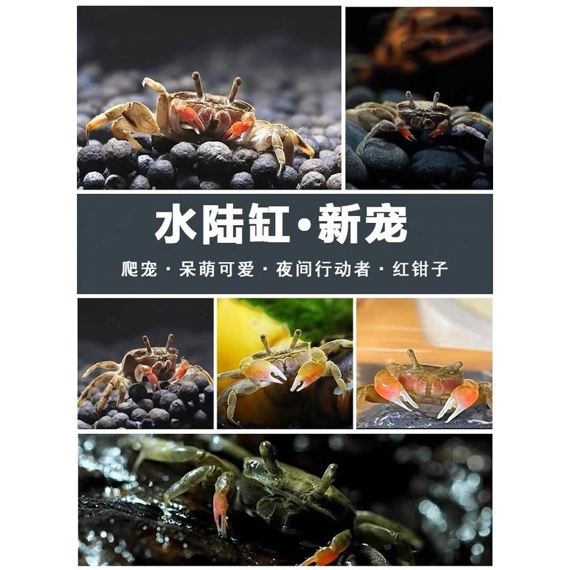 淡水迷你辣椒蟹观赏蟹可与灯科鱼孔雀鱼虾斑马鱼混养除藻活体水陆