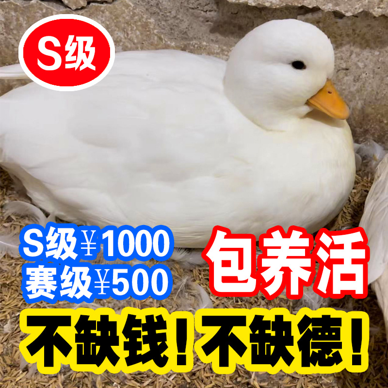 小王朝科尔鸭S级赛级可达鸭柯尔鸭奶盖幼崽宠物鸭活体幼仔苗小萌