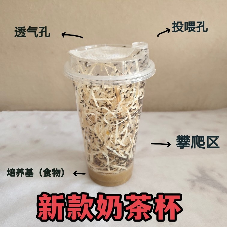 新款 果蝇杯活体 残翅大果蝇 无翅小果蝇 螳螂   蜘蛛 饲料