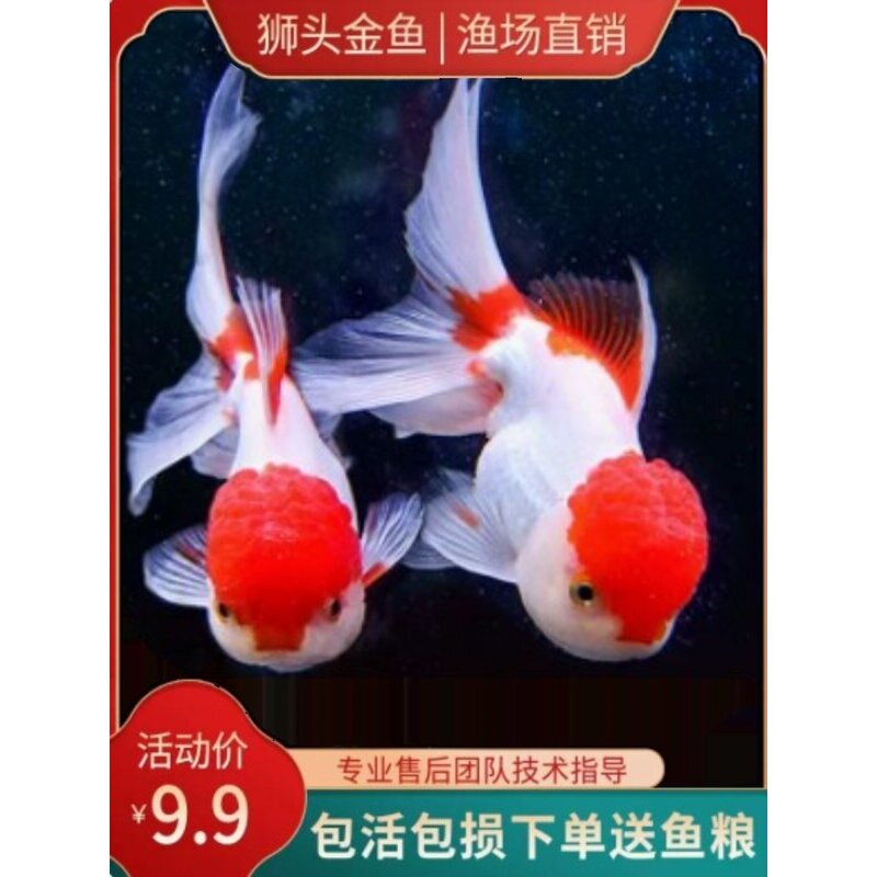 鸿运当头鹤顶红丹顶观赏鱼苗小型金鱼活体淡冷水丹顶额头红帽子鱼